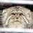 manul103